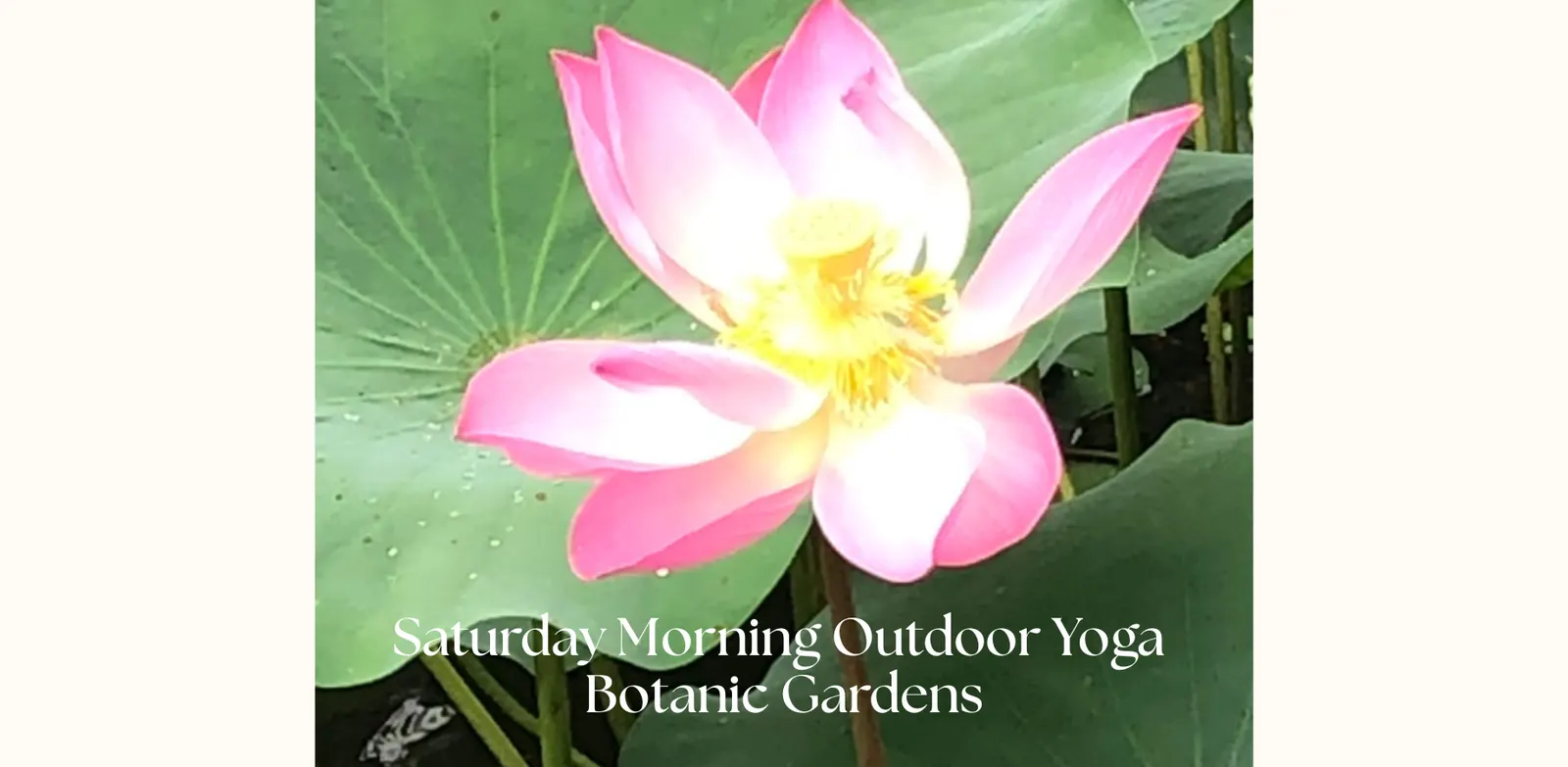 Saturday Morning Outdoor Yoga (Beginners)@Botanic Gardens