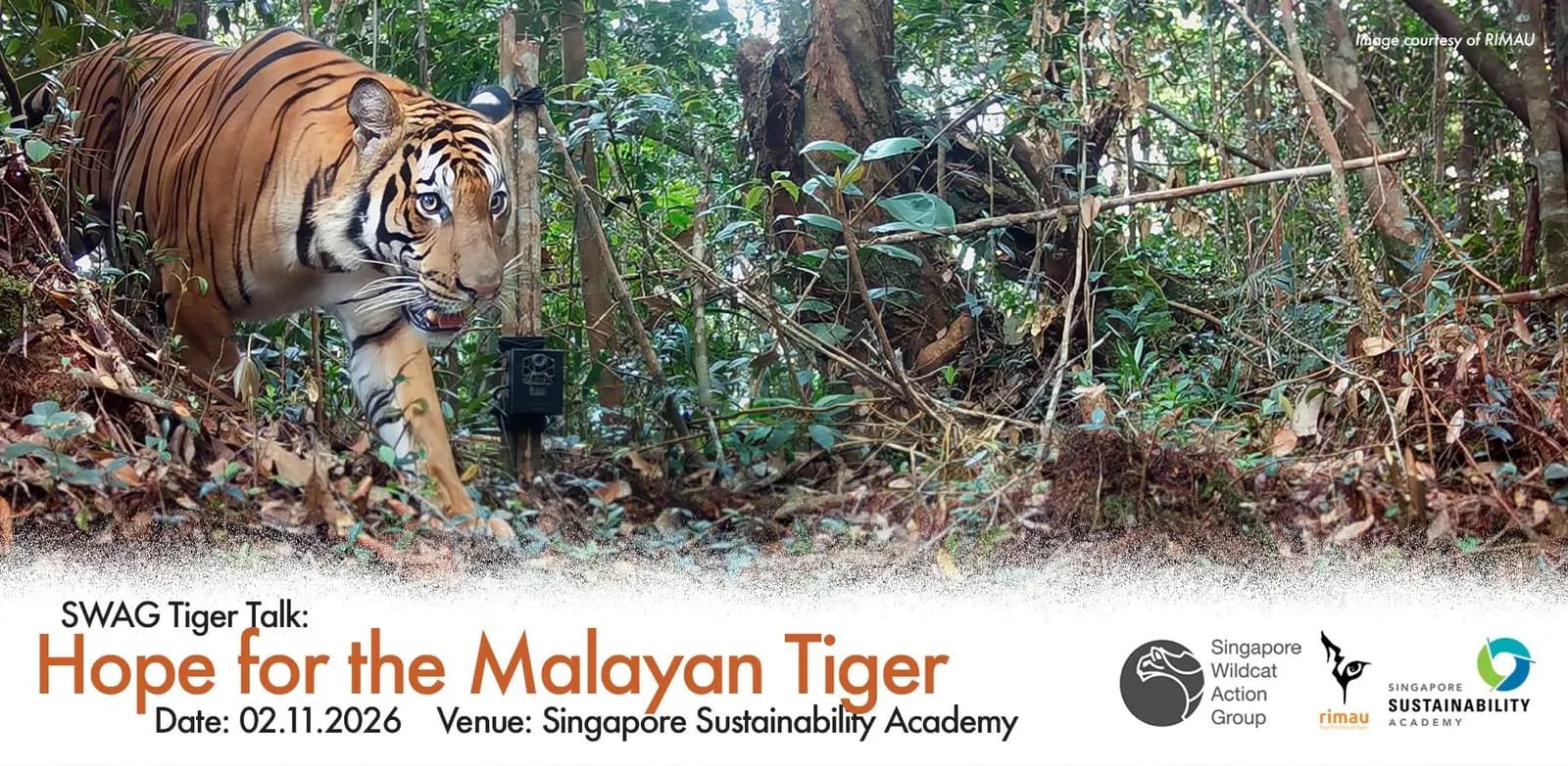 SWAG Tiger Talk: What does hope look like for the Malayan tiger?