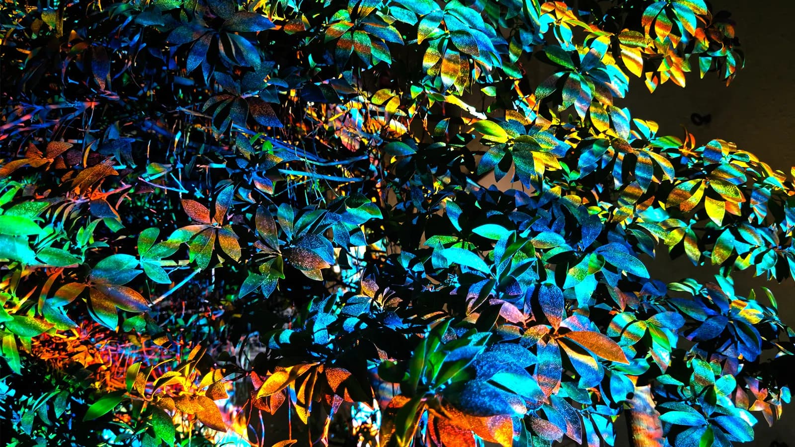 Traces — festival artwork