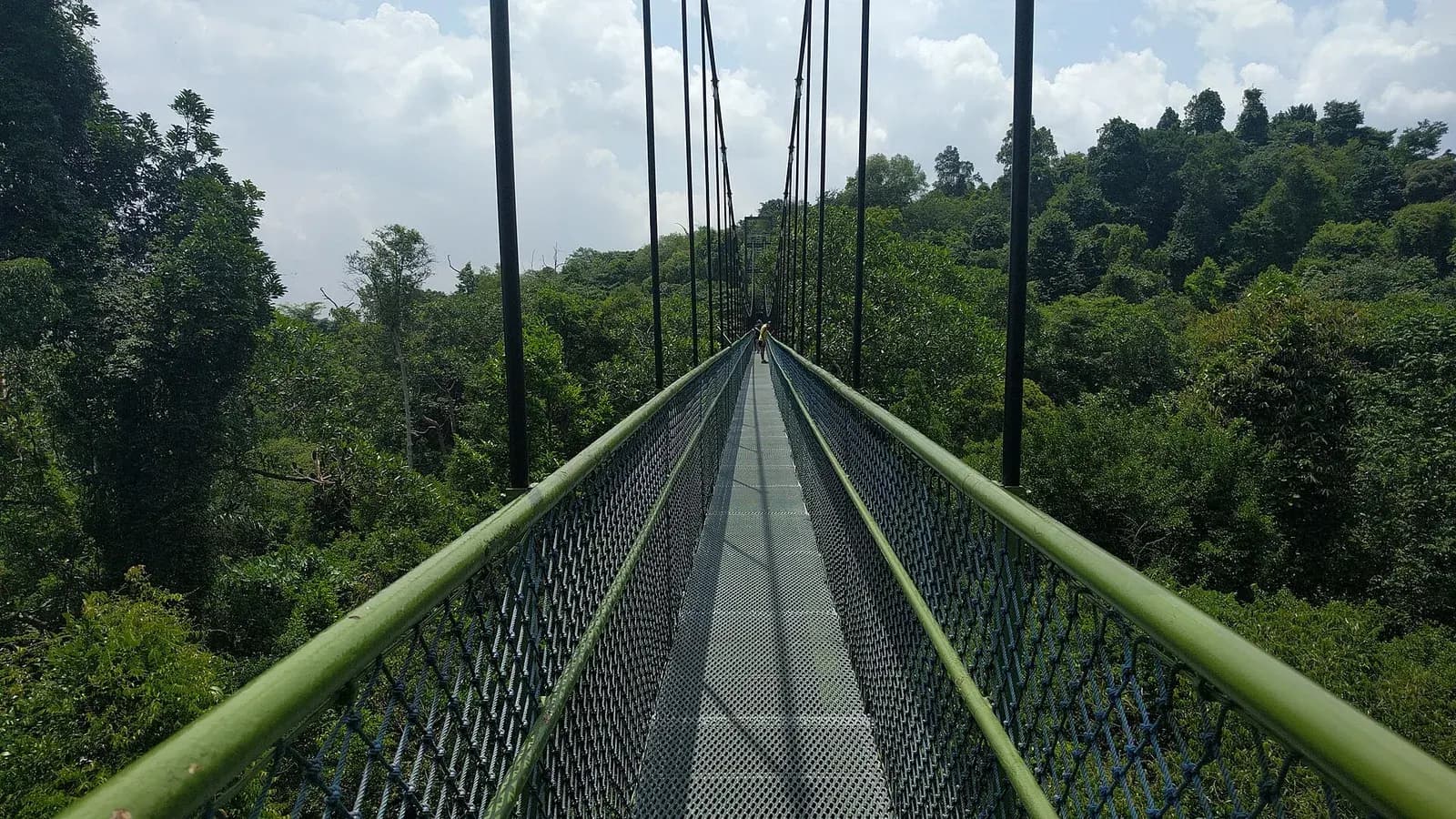 The TreeTop Walk suspension bridge stretching over the rainforest canopy at MacRitchie, Singapore
