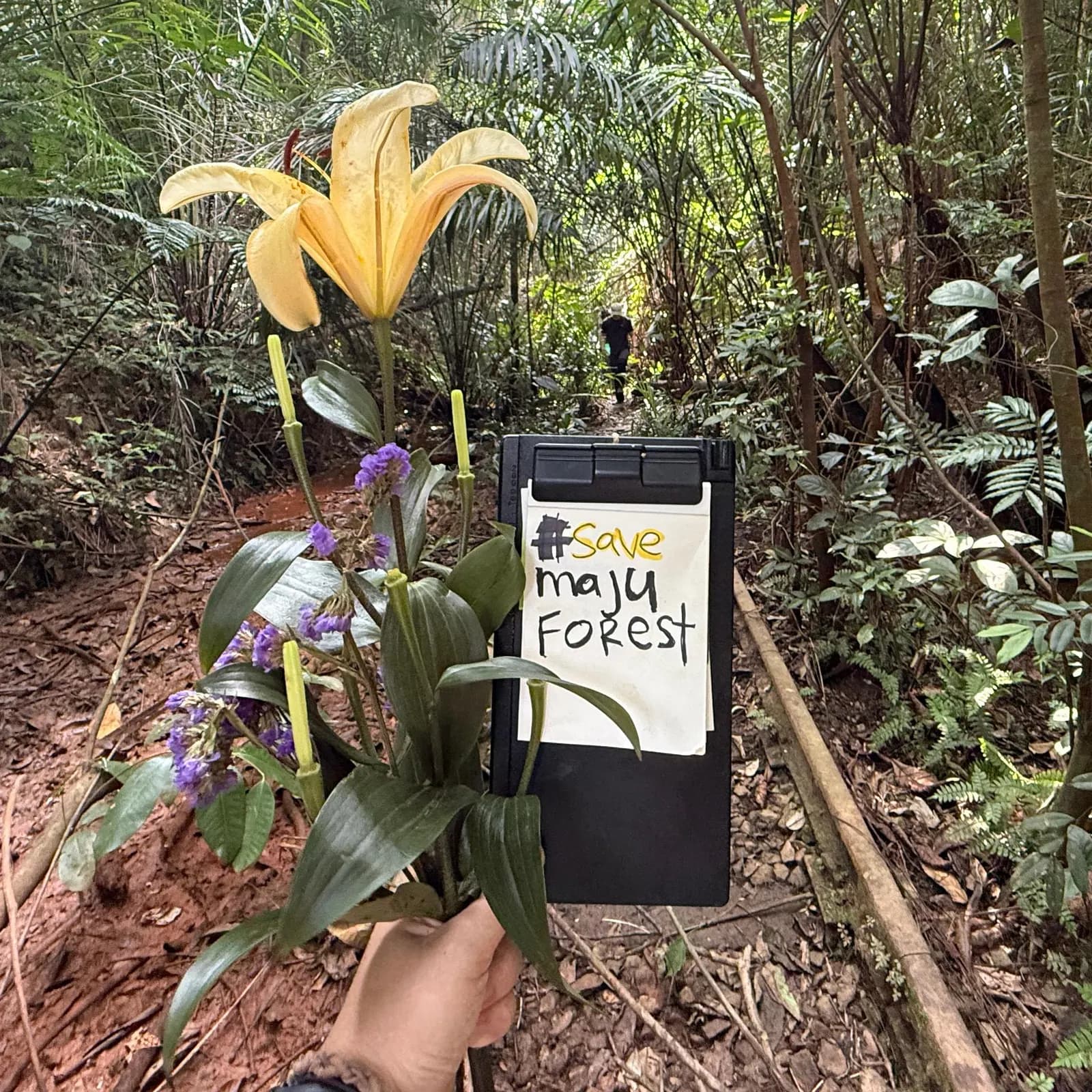 🦕🌳 Dinosaur Tree Forest Walk