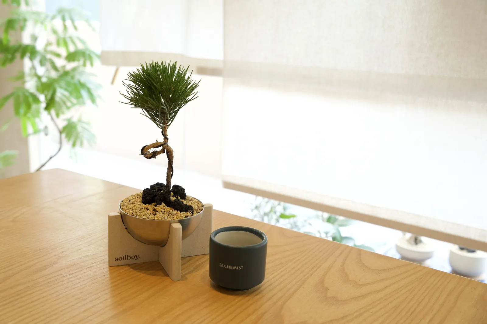 A finished pine in its Coffee Waste Planter beside an Alchemist cup