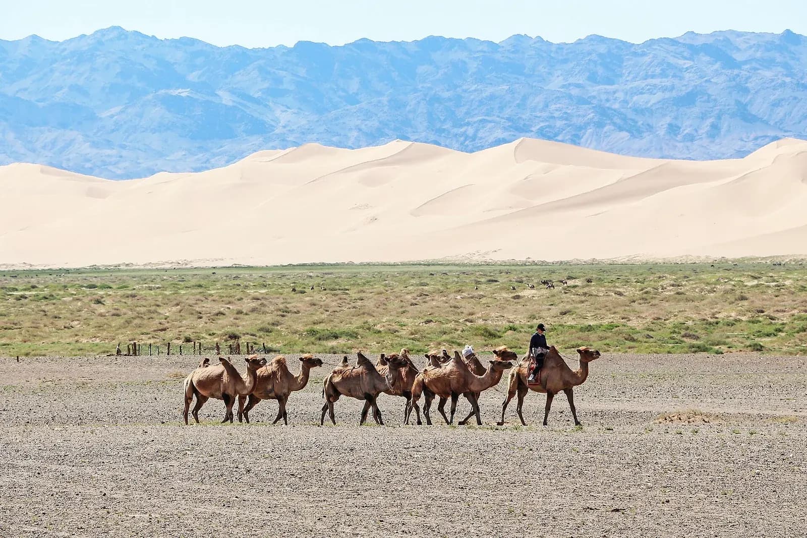 A herder leads a line of Bactrian camels past the Khongoryn Els sand dunes in Mongolia's Gobi, with mountains behind